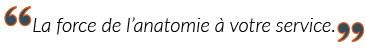 anatomie